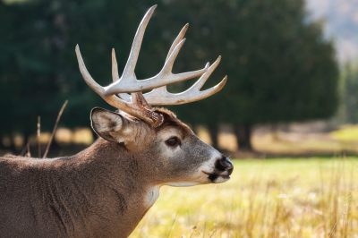 Annual Deer Safari